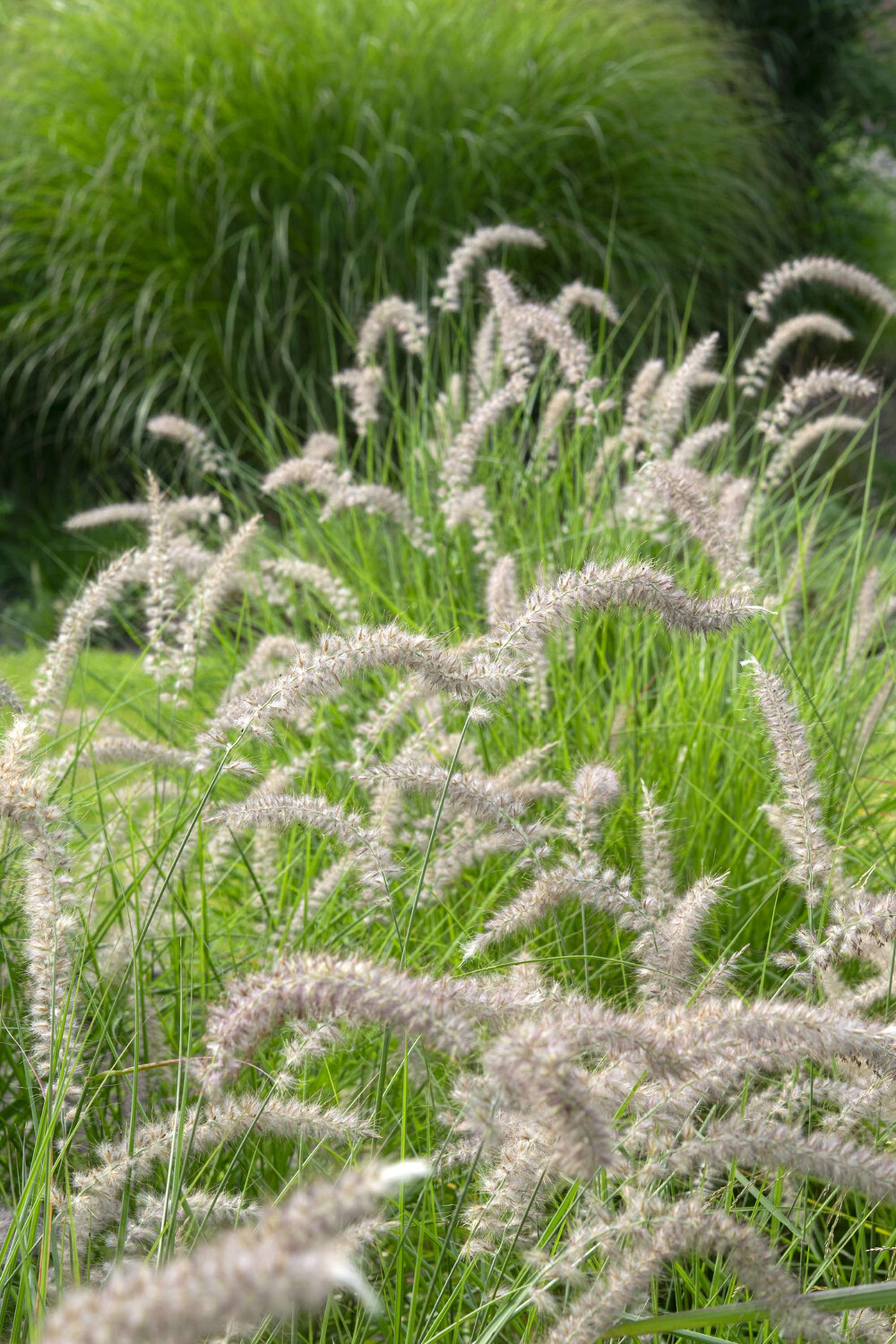 Borstgräs 'Flamingo'